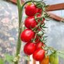 Tomato Plants, 2euro each Image 4