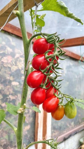 Tomato Plants, 2euro each