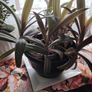Tricolor Plant Image 2