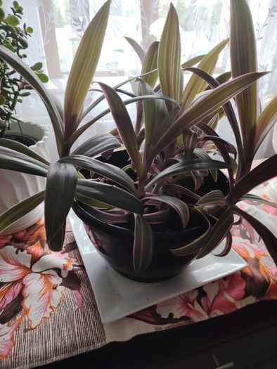 Tricolor Plant