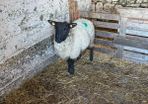 Foster Ewe