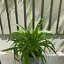 Agapanthus plant Lily of Nile -blue Garden plants Image 2