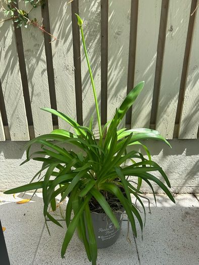 Agapanthus plant Lily of Nile -blue Garden plants