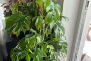 Rhaphidophora Tetrasperma (Mini Monstera)
