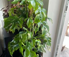 Rhaphidophora Tetrasperma (Mini Monstera)