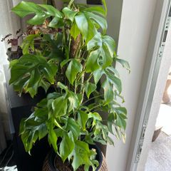Rhaphidophora Tetrasperma (Mini Monstera)