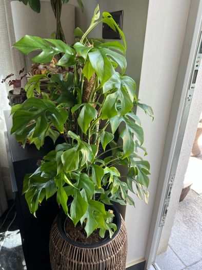 Rhaphidophora Tetrasperma (Mini Monstera)