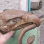 Heavy Brass Eagle Image 5