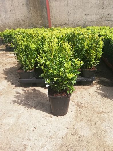 Box Hedging