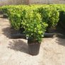 Box Hedging Image 4