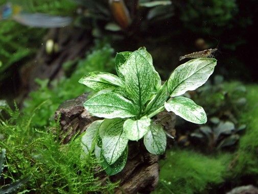 Fish Tank Live Plant