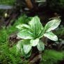 Fish Tank Live Plant Image 3
