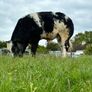 Hybrid Bull - For Sale In Drumshambo Mart - Friday Image 3