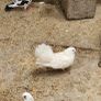 pigeons Image 2