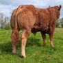 Pedigree Limousin Bull Image 2