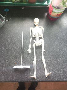 skeleton