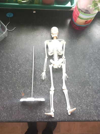 skeleton