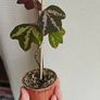 Passiflora trifascinata - rooted small plant Image 7