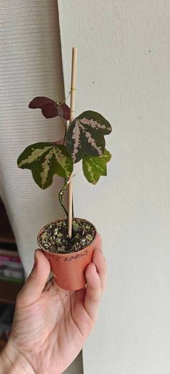 Passiflora trifascinata - rooted small plant