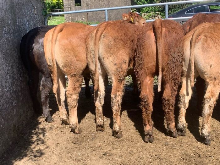 14 smashing limousine heifers