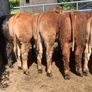 14 smashing limousine heifers Image 2