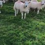Sheep Image 7