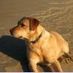 dnme