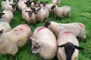 Ewe lambs