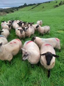 Ewe lambs