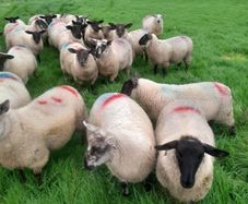 Ewe lambs
