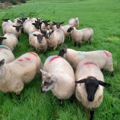 Ewe lambs