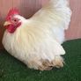Pekin Image 3