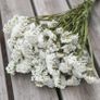 (S) Statice WHITE seeds 0.3g (415670) Image 2