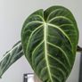 Anthurium Villenaorum Plant Image 4