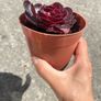 plant Image 2
