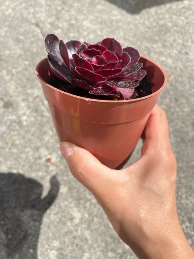 plant
