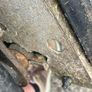 Lawnmower Image 10