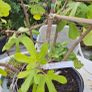 Fig tree Ronde De Bordeux Image 3