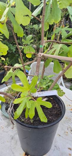 Fig tree Ronde De Bordeux