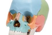 3B Scientific A291 Human Skull 22 part Model