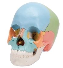 3B Scientific A291 Human Skull 22 part Model