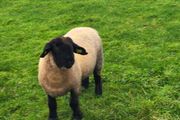Pedigree Registered Suffolk ram lambs for  sale