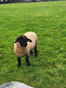 Pedigree Registered Suffolk ram lambs for  sale