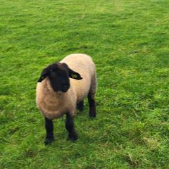 Pedigree Registered Suffolk ram lambs for  sale