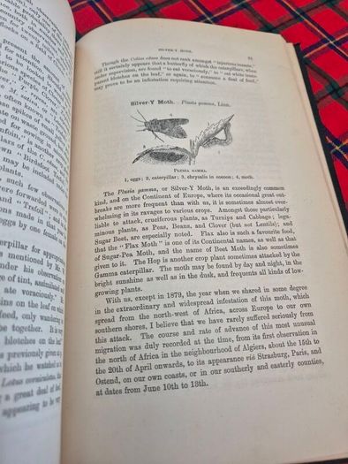 Injurious insects by Ormerod 16th report original Antique book