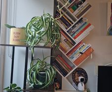 Book Shelf