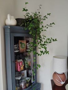 house plants