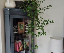 house plants