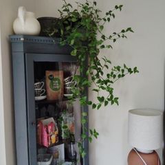 house plants