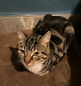cat